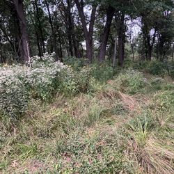 Braidwood Dunes And Savanna Nature Preserve - Preserve