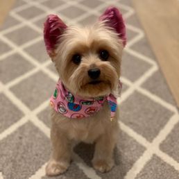 After grooming...Pink hair don't care! After grooming...Pink hair don't care!