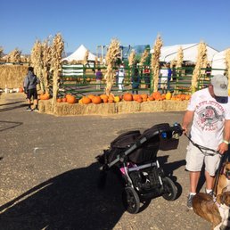 Fun Pumpkin Patch