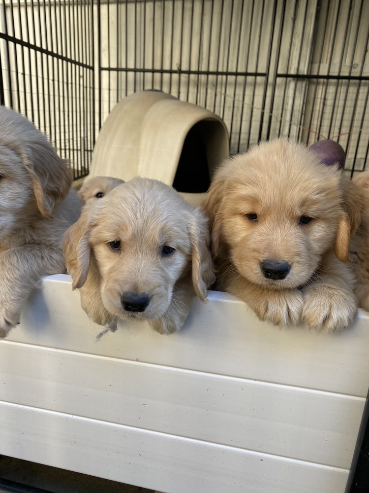 FRANKLIN RANCH PET HOSPITAL AND HOTEL 97 Photos & 225 Reviews 10207