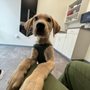 Photo of Kindred Heart Animal Hospital