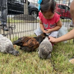 Chickens galore