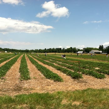 Dickinson Farm - PYO strawberries - Fruits & Veggies Near Me - Granby, Massachusetts Dickinson Farm - PYO strawberries - Fruits & Veggies Near Me - Granby, Massachusetts