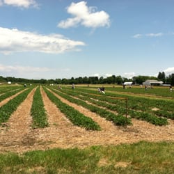 Dickinson Farm - PYO strawberries