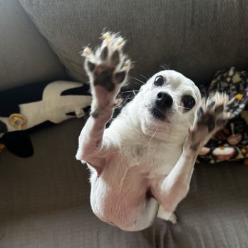 PAW Veterinary Center - Wanda says TWO PAWS UP for PAW!! - Veterinarians Near Me - Redondo Beach, California PAW Veterinary Center - Wanda says TWO PAWS UP for PAW!! - Veterinarians Near Me - Redondo Beach, California