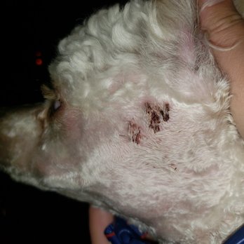 PetSmart - Shaved too close at Groomer. Left side of head. This was 4 days post cut.  This should never happen. - Pet Training Near Me - Parker, Colorado