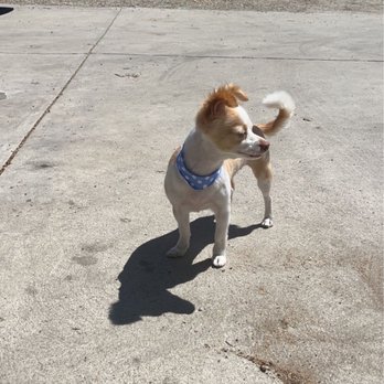 Spawt On Grooming - Pet Groomers Near Me - North Hollywood, California Spawt On Grooming - Pet Groomers Near Me - North Hollywood, California