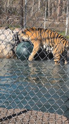 The Catty Shack Ranch Wildlife Sanctuary by null