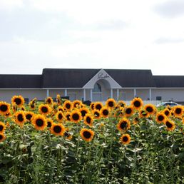 2023-07-15: Pindar Vineyards, Peconic, Long Island, New York - Sunflower Festival