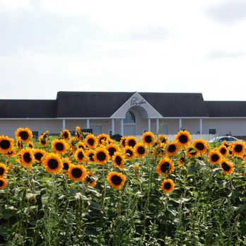Pindar Vineyards - 2023-07-15: Pindar Vineyards, Peconic, Long Island, New York - Sunflower Festival - Wineries Near Me - Peconic, New York
