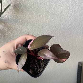 Planterday - Pink Princess Philodenron from Planterday! - Nurseries & Gardening Near Me - Oakland, California Planterday - Pink Princess Philodenron from Planterday! - Nurseries & Gardening Near Me - Oakland, California