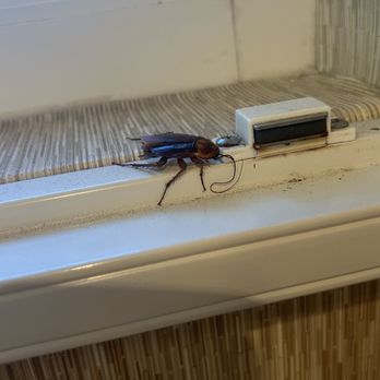 Bahia Resort Hotel - Roach at Bahia Resort in Mission Bay San Diego - San Diego, CA