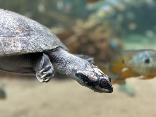 Shedd Aquarium by null
