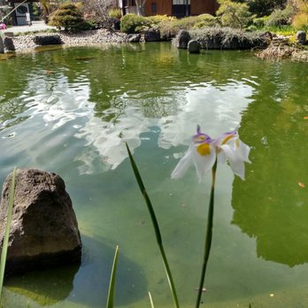 Japanese Gardens - Parks Near Me - San Mateo, California Japanese Gardens - Parks Near Me - San Mateo, California