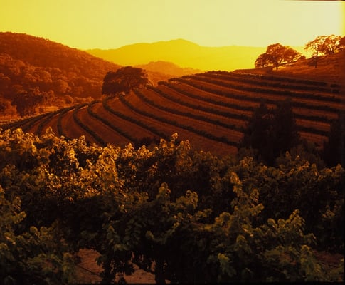Vine Cliff Winery by null