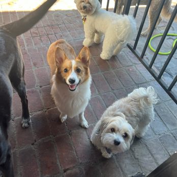 Planet Doggy - Pâté and friends - Pet Groomers Near Me - Pasadena, California Planet Doggy - Pâté and friends - Pet Groomers Near Me - Pasadena, California