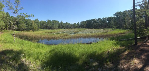 Carolina Beach State Park by null