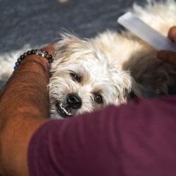The Peaceful Sage - Crystal Reiki Animal Healing