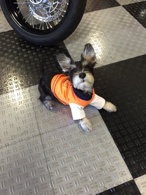 Unleashed by Petco by null