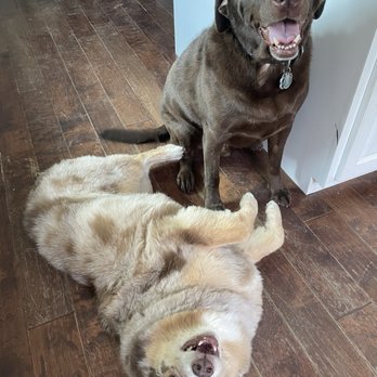 Bark Place Dog Grooming - Nikki and Whiskey - Pet Groomers Near Me - Covina, California