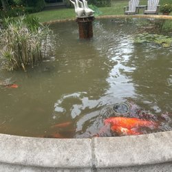 The Roanoke Island Inn - Koi in the koi ponds!