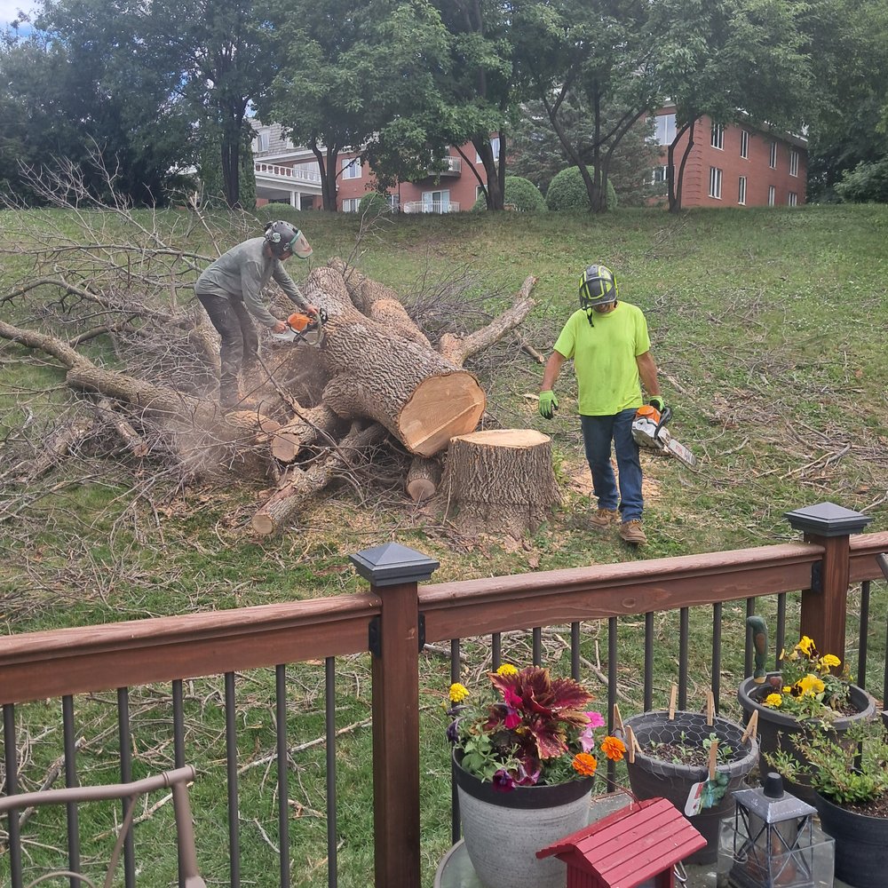 Scott Lorenz Tree Service - Just about done. - Tree Services Near Me Scott Lorenz Tree Service - Just about done. - Tree Services Near Me