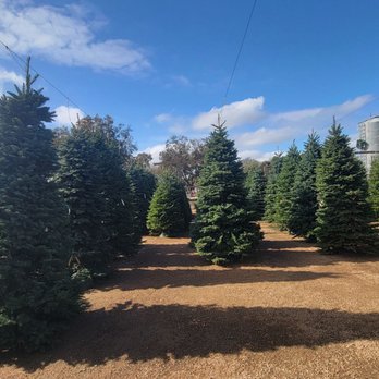 Enchanted Gardens - Christmas trees for sale! - Nurseries & Gardening Near Me - Richmond, Texas