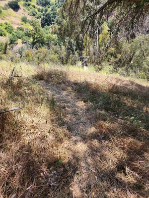 Elysian Park Trail by null