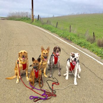 Mucho Poocho - Dog Walkers Near Me Mucho Poocho - Dog Walkers Near Me