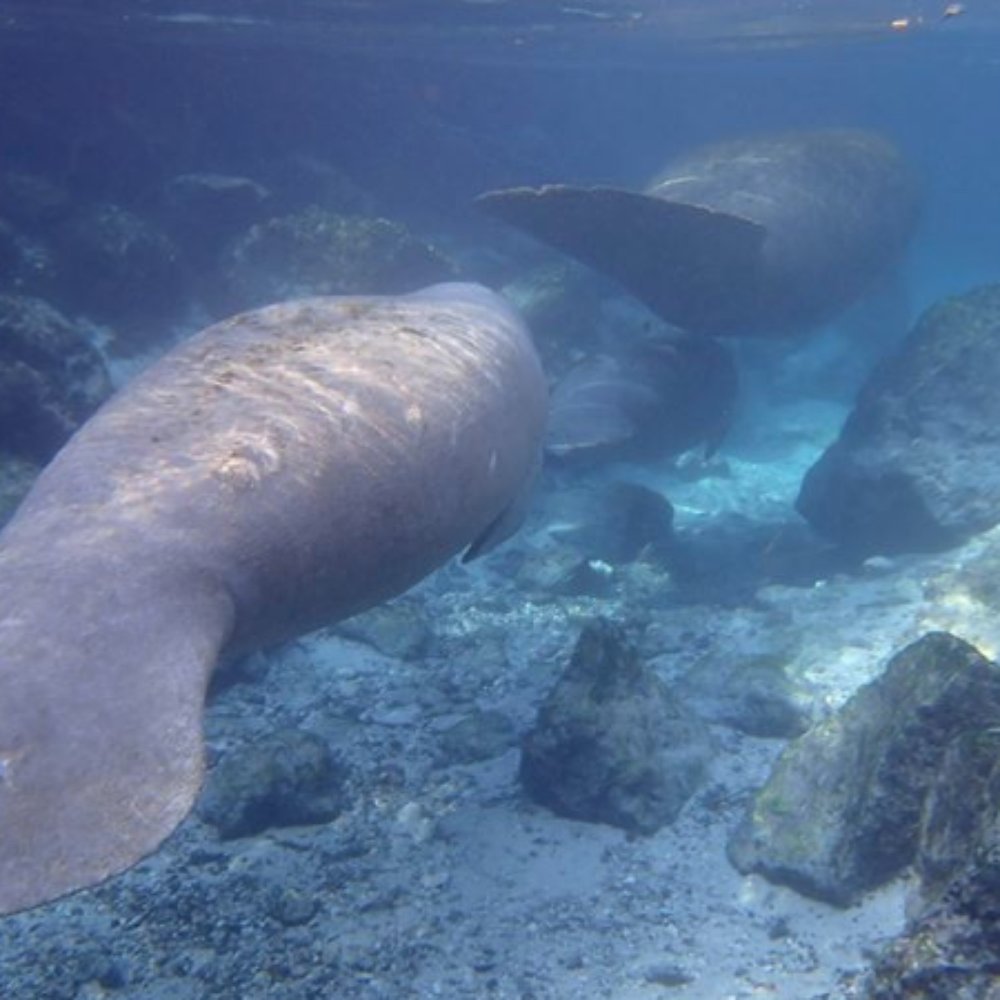 Three Sisters Springs - Swimming into the springs behind a few manatees - Tours Near Me - Crystal River, Florida Three Sisters Springs - Swimming into the springs behind a few manatees - Tours Near Me - Crystal River, Florida