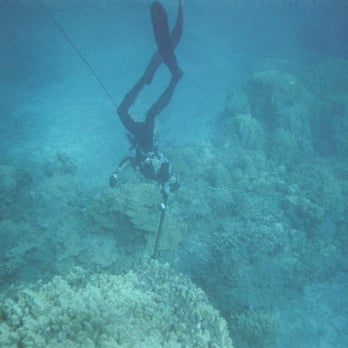 South Maui Spearfishing - Fishing Near Me South Maui Spearfishing - Fishing Near Me