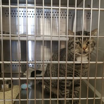 Petsense - He is a chatty kitty - Pet Groomers Near Me - Rio Rancho, New Mexico