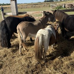 Schapenboerderij Texel