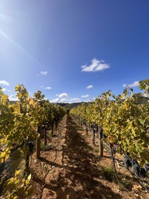 CAST Wines by null