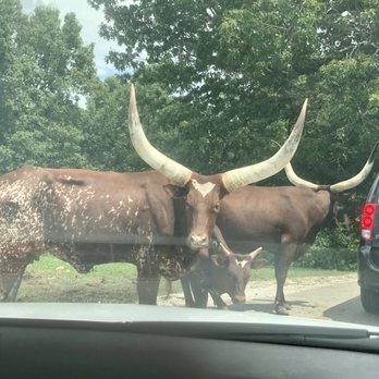 Wild Animal Safari - Zoos Near Me - Strafford, Missouri Wild Animal Safari - Zoos Near Me - Strafford, Missouri
