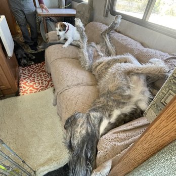 Temecula Valley RV - Irish wolfhounds going to dog shows and a Russell terrier - Auto Repair Near Me - Murrieta, California
