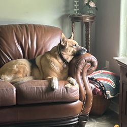 Houston Dog Ranch - Boarding, Daycare & Dog Training