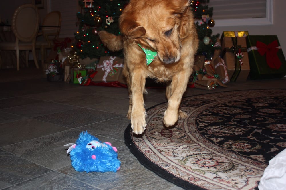 CLIPPERS DOG GROOMING Updated September 2024 1245 Waterloo Ln