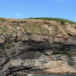 Donelda's Puffin Boat Tours