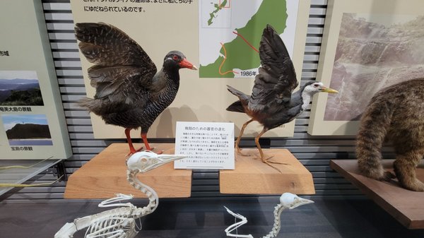 Okinawa Prefectural Museum and Art Museum (Okimyu) by null