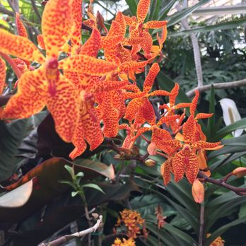 Foster Botanical Garden - Orange orchids for the win! - Botanical Gardens Near Me - Honolulu, Hawaii Foster Botanical Garden - Orange orchids for the win! - Botanical Gardens Near Me - Honolulu, Hawaii