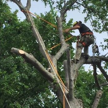 RH4 Tree Service - Tree Services Near Me RH4 Tree Service - Tree Services Near Me