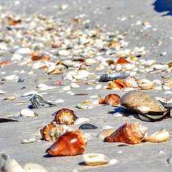 Mangroveman Charters - Collect sea shells with us on the secluded island of Keewaydin