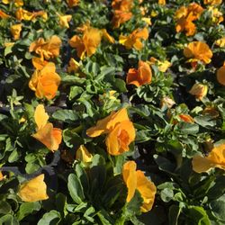 Horizon Nursery