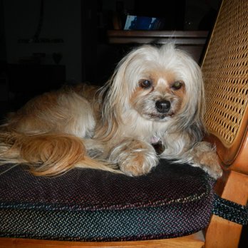 Miami Beach Pet Spa - Clean and brushed with bangs and face trimmed - Pet Groomers Near Me - Miami Beach, Florida Miami Beach Pet Spa - Clean and brushed with bangs and face trimmed - Pet Groomers Near Me - Miami Beach, Florida