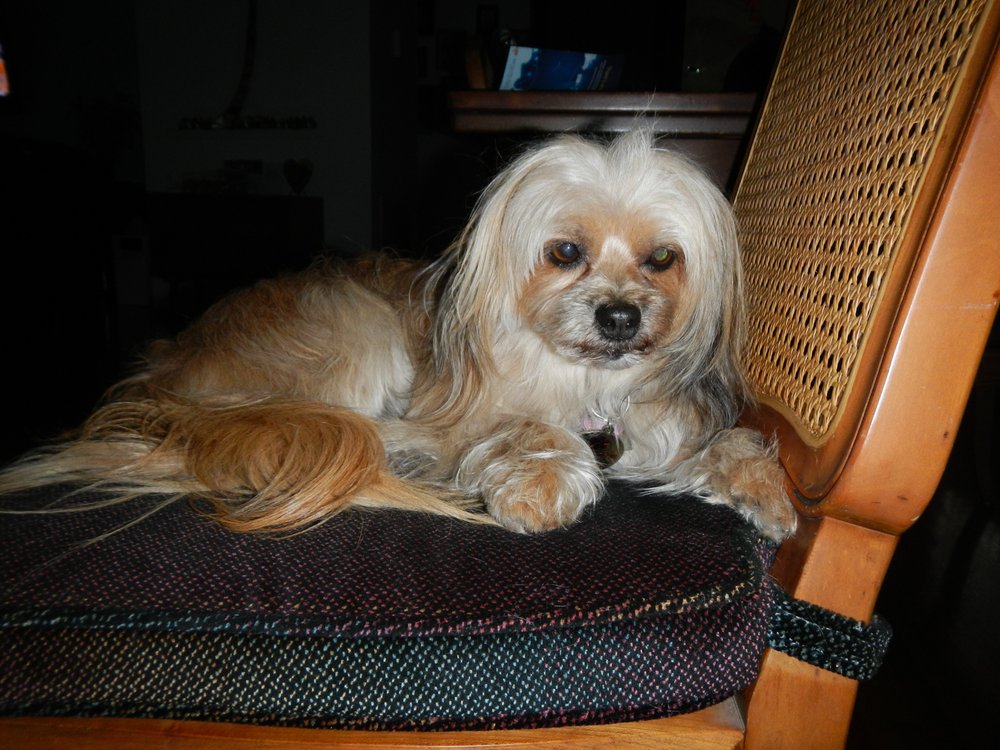 Miami Beach Pet Spa Image