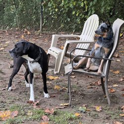 Snohomish Dog Camp