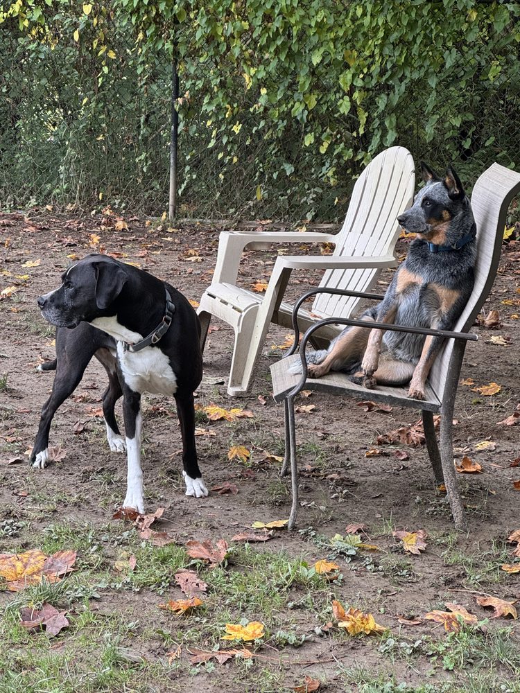 Snohomish Dog Camp - pet boarding facility in Snohomish, WA