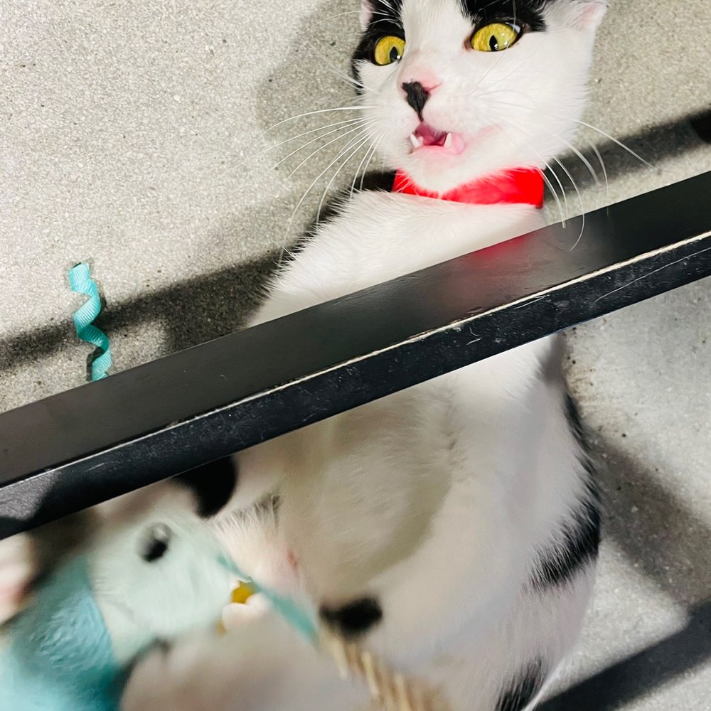 Orlando Cat Cafe - Goof ball cutie - Animal Shelters Near Me - Clermont, Florida