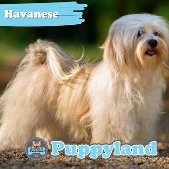 Puppyland - Pet Stores Near Me - Tolleson, Arizona